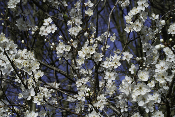 Cherry Plum - Prunus cerasifera © Aaron Parker